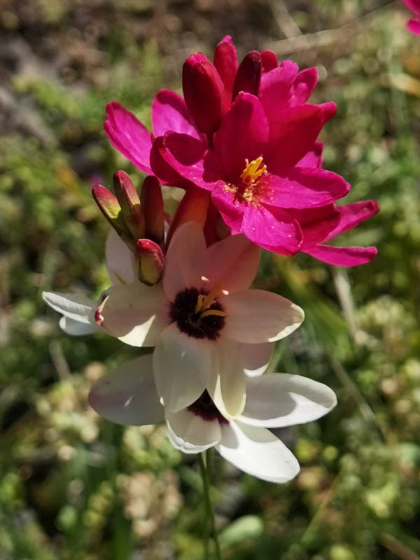 Ixia sp x hort photo